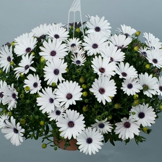 AUTO-DRAFT от Завода ФЛОРА