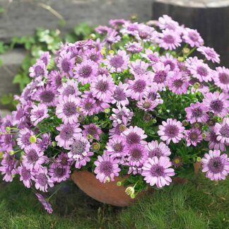 AUTO-DRAFT от Завода ФЛОРА