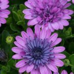 AUTO-DRAFT от Завода ФЛОРА