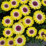 AUTO-DRAFT от Завода ФЛОРА