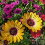 AUTO-DRAFT от Завода ФЛОРА