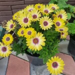 AUTO-DRAFT от Завода ФЛОРА