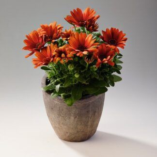 AUTO-DRAFT от Завода ФЛОРА