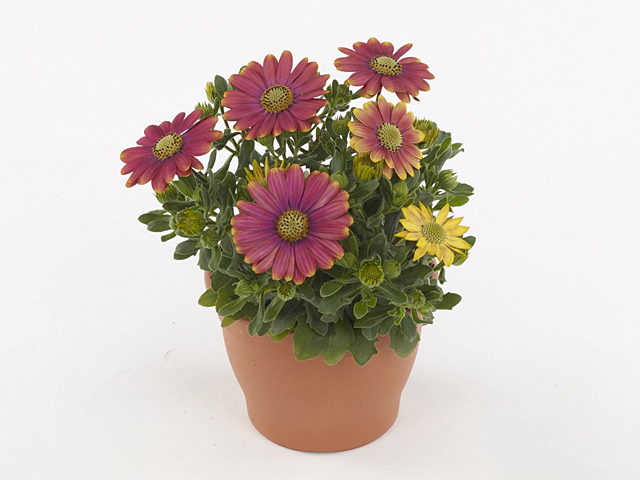 AUTO-DRAFT от Завода ФЛОРА