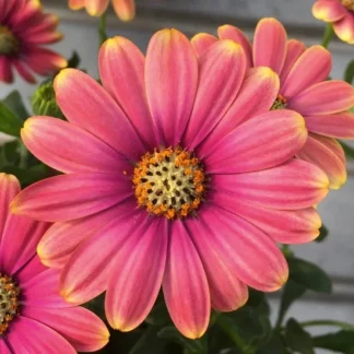 AUTO-DRAFT от Завода ФЛОРА