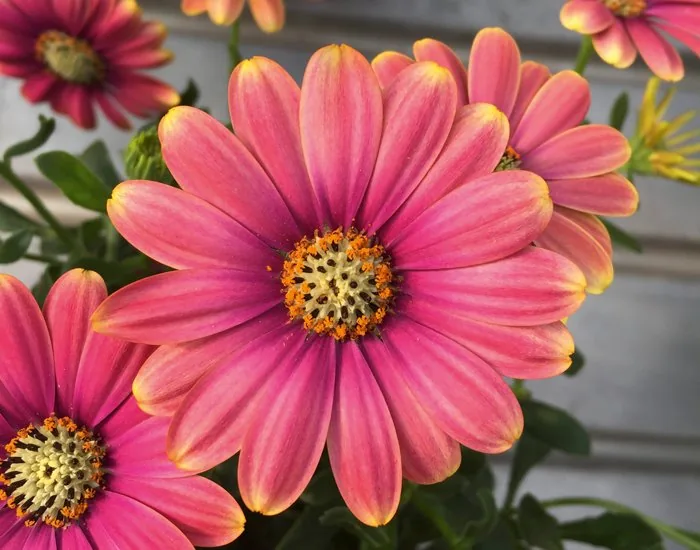 AUTO-DRAFT от Завода ФЛОРА