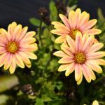 AUTO-DRAFT от Завода ФЛОРА