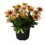 AUTO-DRAFT от Завода ФЛОРА