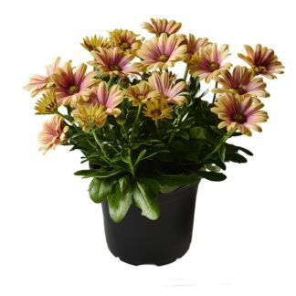 AUTO-DRAFT от Завода ФЛОРА