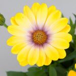 AUTO-DRAFT от Завода ФЛОРА