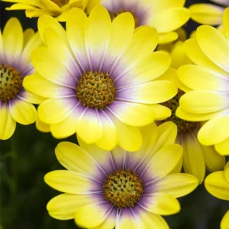 AUTO-DRAFT от Завода ФЛОРА