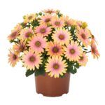 AUTO-DRAFT от Завода ФЛОРА