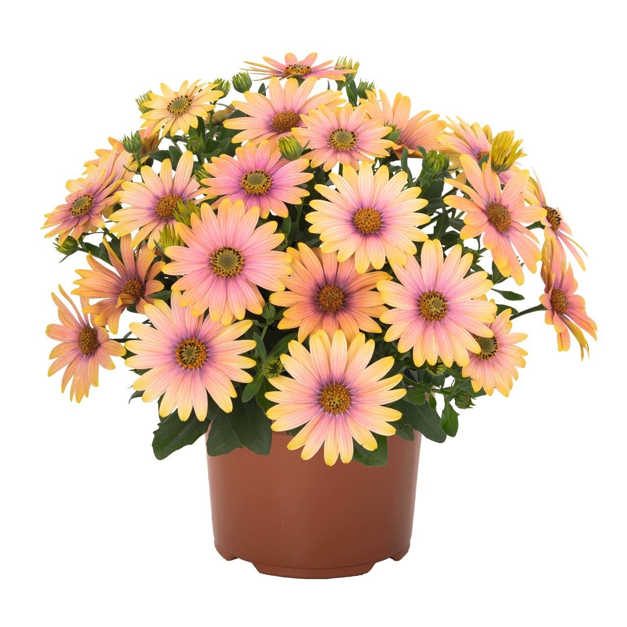 AUTO-DRAFT от Завода ФЛОРА