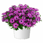 AUTO-DRAFT от Завода ФЛОРА