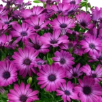 AUTO-DRAFT от Завода ФЛОРА