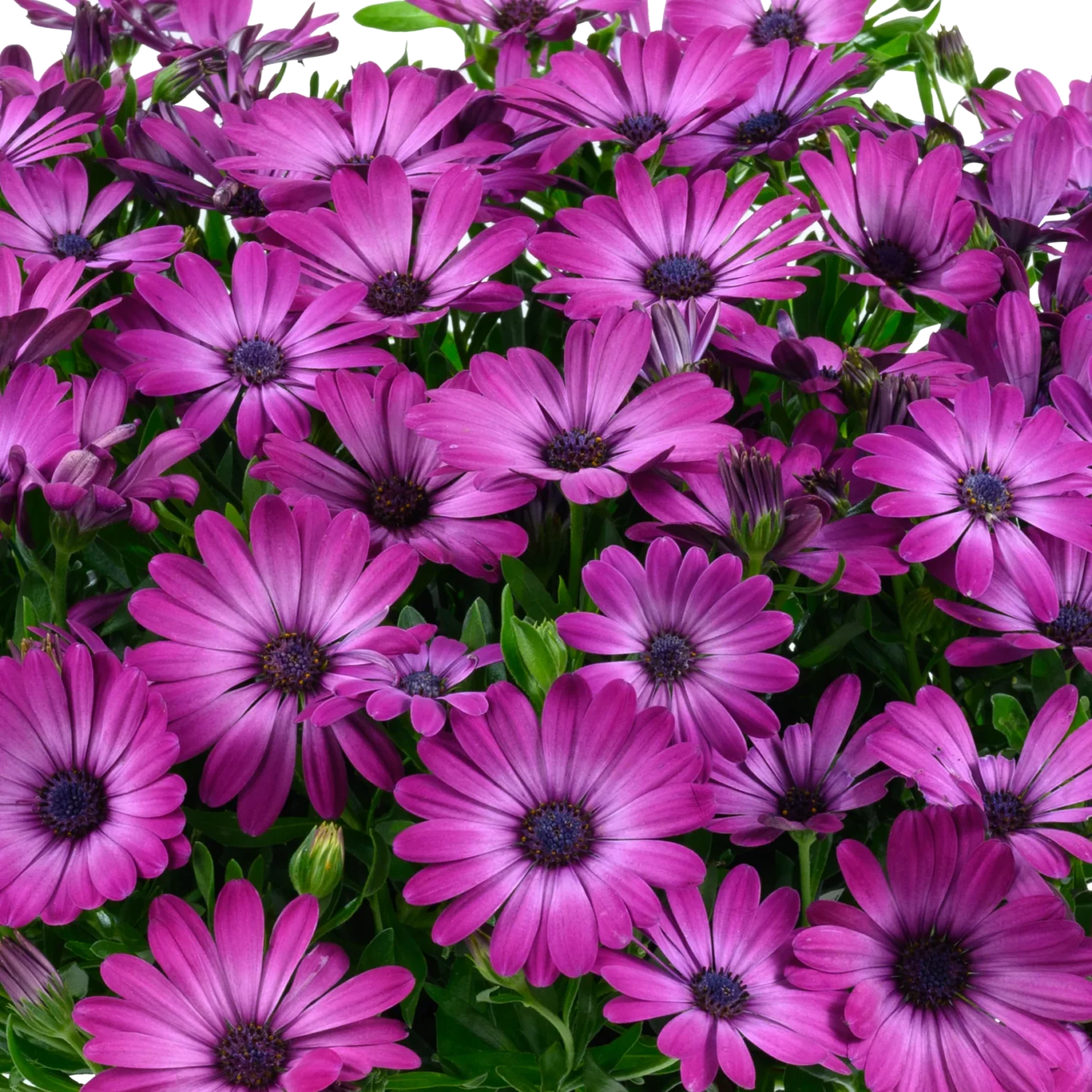 Остеоспермум ампельный Osticade Magenta (0,1л) от Завода ФЛОРА