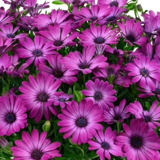 AUTO-DRAFT от Завода ФЛОРА