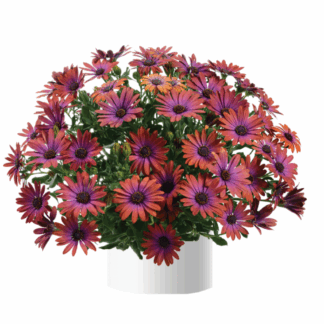 AUTO-DRAFT от Завода ФЛОРА