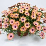 AUTO-DRAFT от Завода ФЛОРА