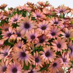 AUTO-DRAFT от Завода ФЛОРА