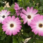 AUTO-DRAFT от Завода ФЛОРА