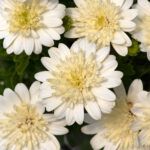 AUTO-DRAFT от Завода ФЛОРА