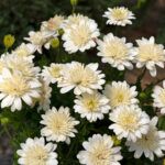 AUTO-DRAFT от Завода ФЛОРА