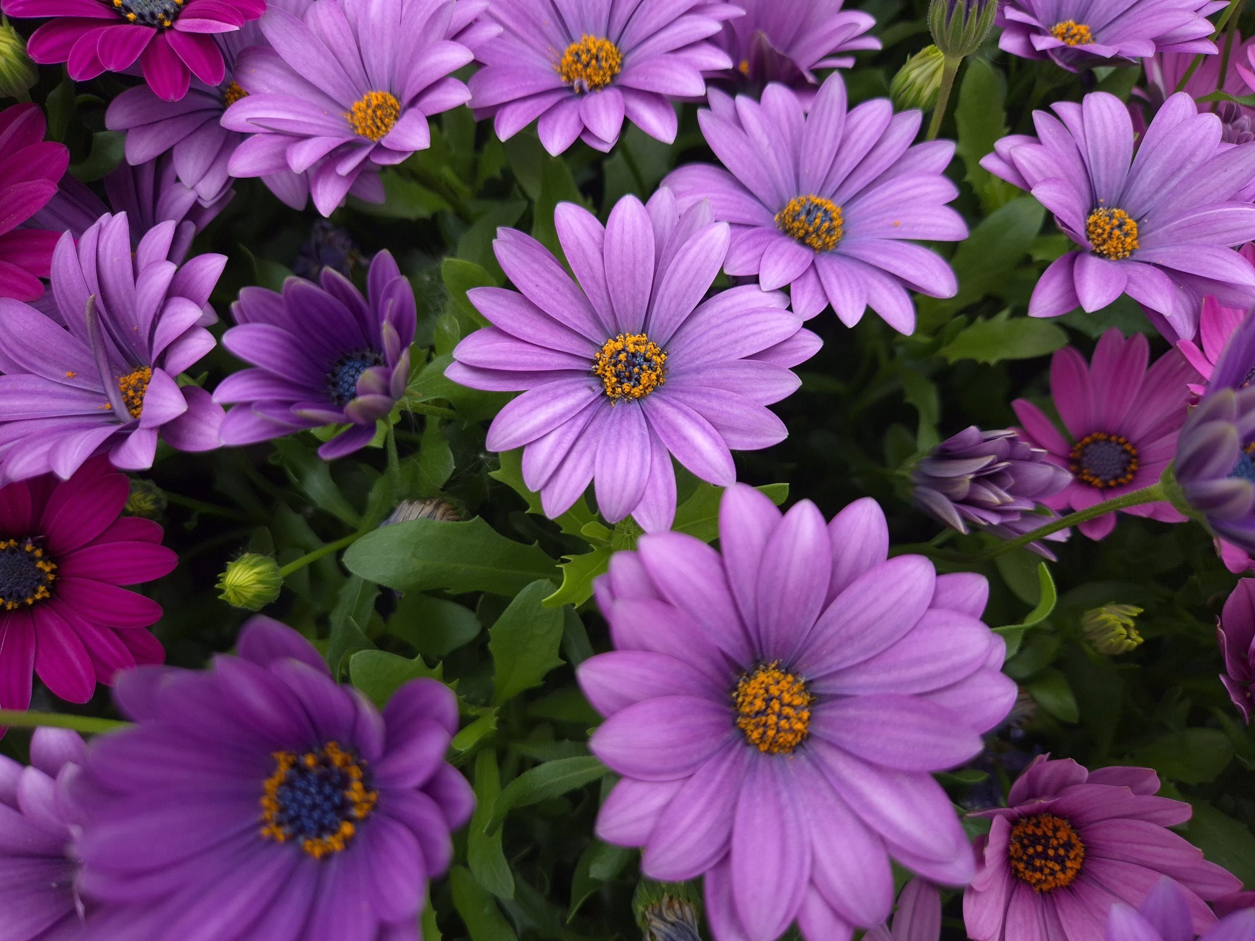 AUTO-DRAFT от Завода ФЛОРА