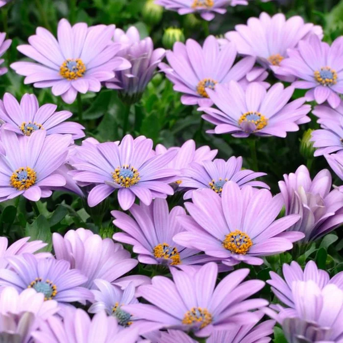 AUTO-DRAFT от Завода ФЛОРА