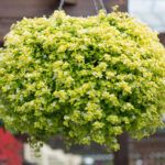 AUTO-DRAFT от Завода ФЛОРА