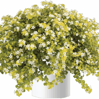 AUTO-DRAFT от Завода ФЛОРА