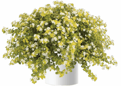 AUTO-DRAFT от Завода ФЛОРА