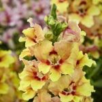 AUTO-DRAFT от Завода ФЛОРА