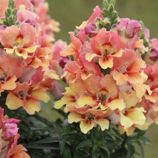 AUTO-DRAFT от Завода ФЛОРА