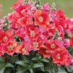 AUTO-DRAFT от Завода ФЛОРА