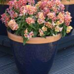 AUTO-DRAFT от Завода ФЛОРА