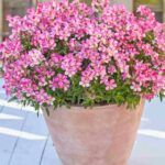 AUTO-DRAFT от Завода ФЛОРА