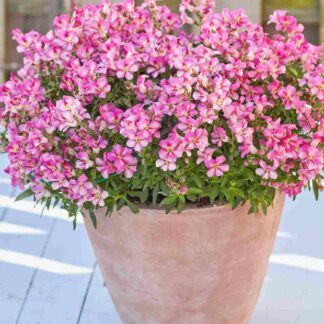 AUTO-DRAFT от Завода ФЛОРА