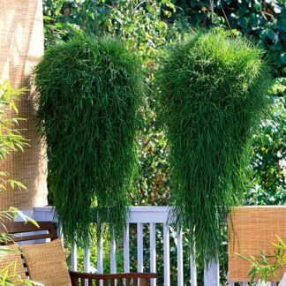 Агростис Green Twist 0,1л от Завода ФЛОРА