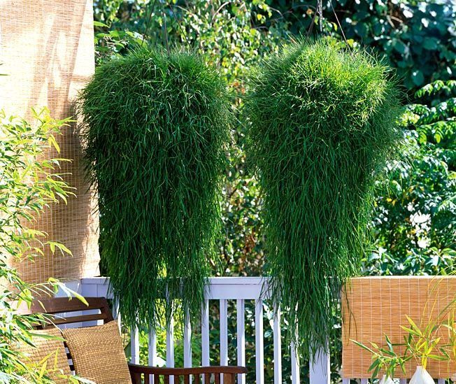 Агростис Green Twist 0,1л от Завода ФЛОРА