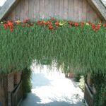 Агростис Green Twist /ампельный бамбук от Завода ФЛОРА