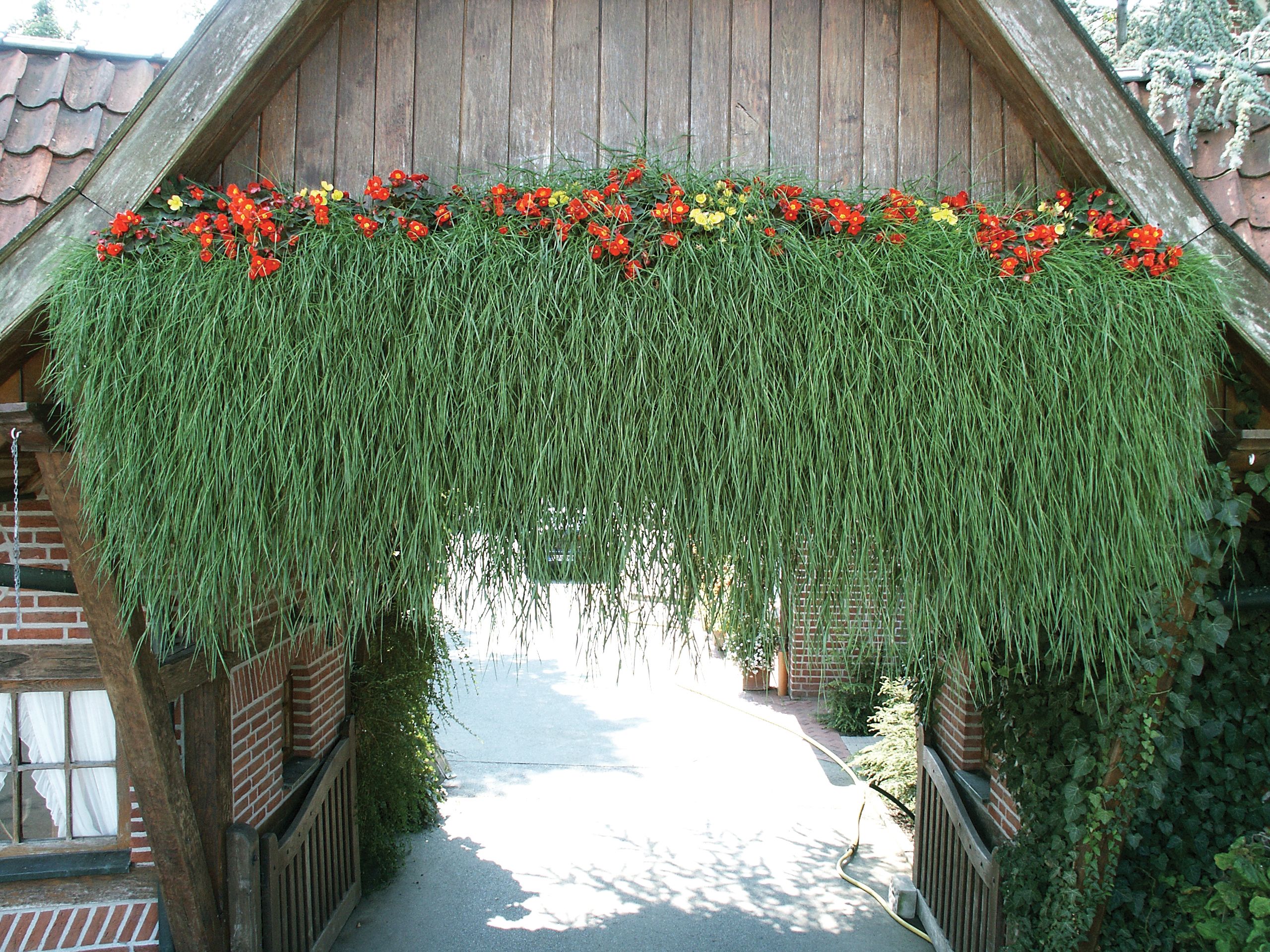 Агростис Green Twist /ампельный бамбук от Завода ФЛОРА