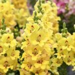 AUTO-DRAFT от Завода ФЛОРА