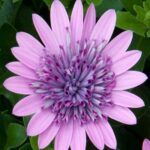 AUTO-DRAFT от Завода ФЛОРА