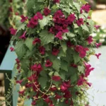 Лофоспермум Wine Red 0,1л от Завода ФЛОРА