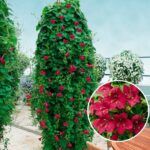 Лофоспермум Wine Red 0,1л от Завода ФЛОРА