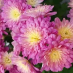 Хризантема мультифлора DayBreak Appleblossom Yellow от Завода ФЛОРА