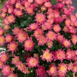 Хризантема мультифлора Жаклин Корал от Завода ФЛОРА