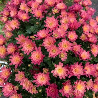 Хризантема мультифлора Жаклин Корал от Завода ФЛОРА