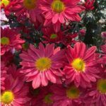 Хризантема корейская Энби Ред от Завода ФЛОРА